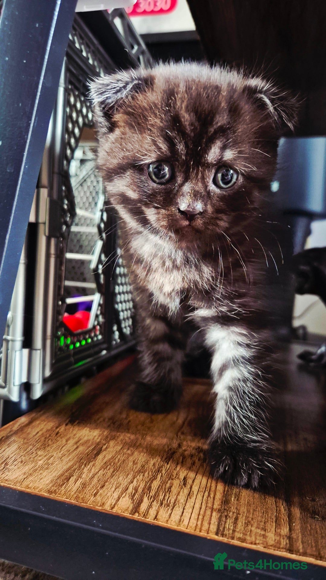 Scottish Fold cats for sale: RARE - Scottish Fold x Maine Coon Kittens!! - Image 2