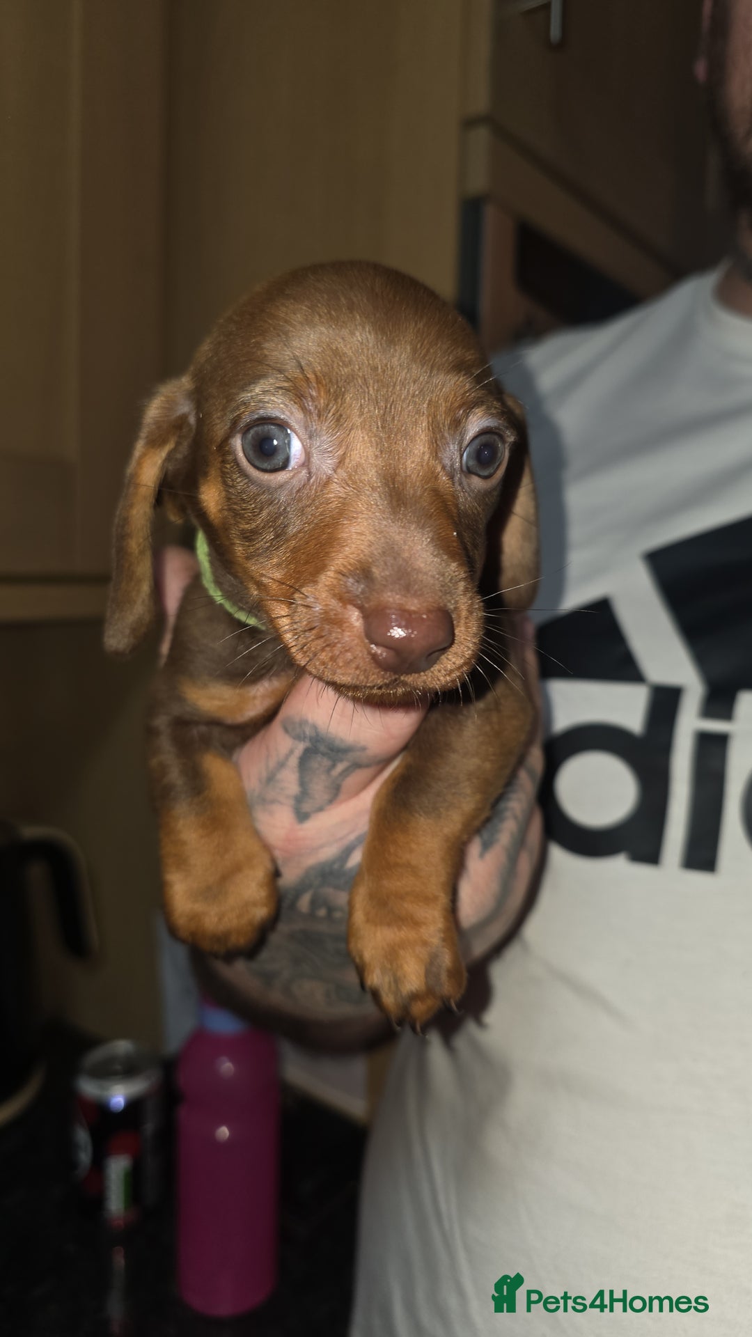 Dachshund dogs for sale: Dachshund  - Advert 2