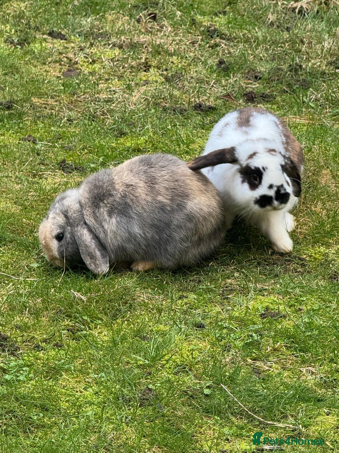 Mini Lop rabbits for sale: Male Mini Lops - Advert 5
