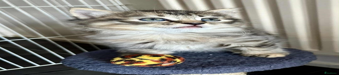Mixed Breed Kitten 2