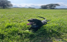 Sprocker dogs for sale: Charlie an energetic and friendly boy.  - Image 2