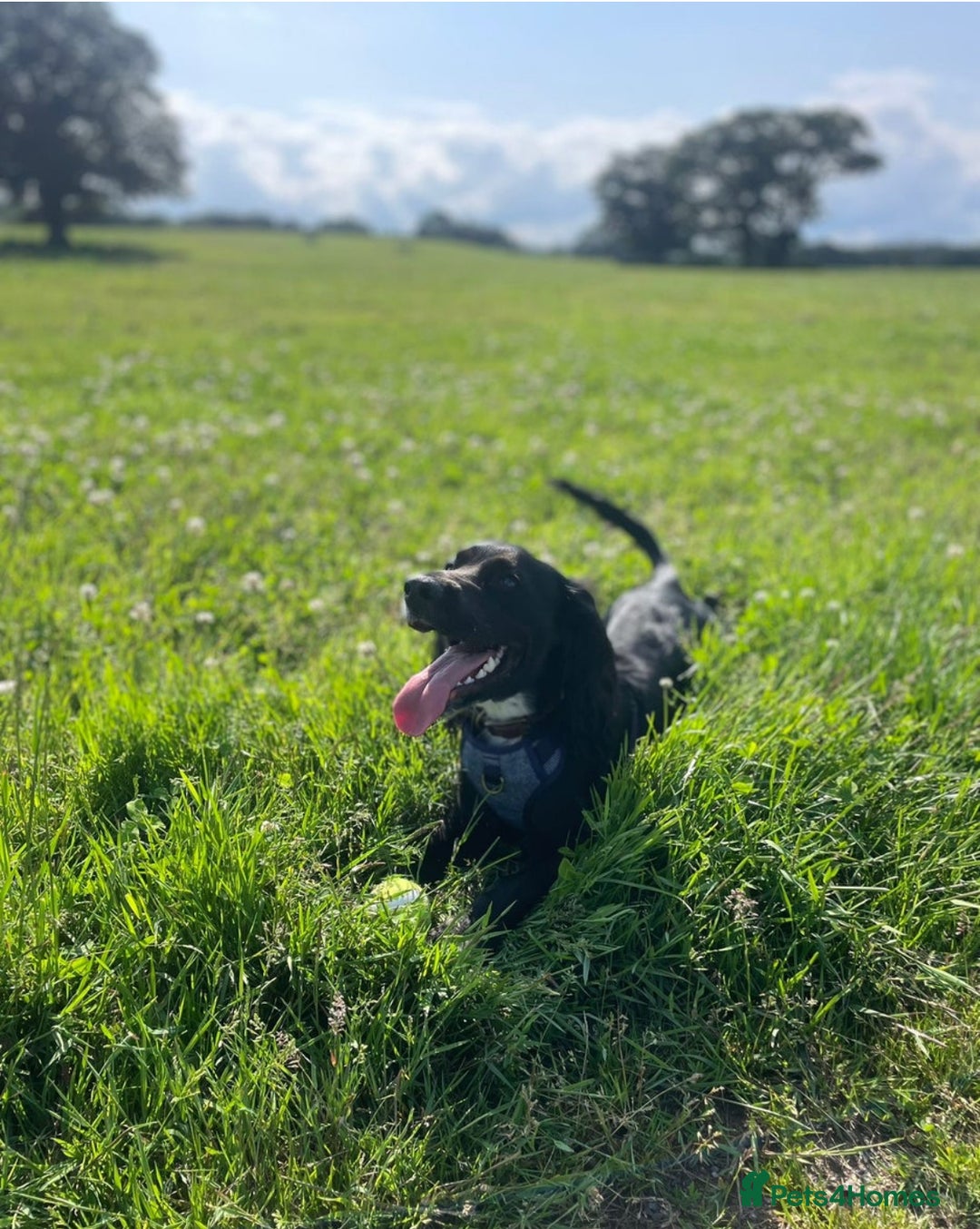 Sprocker dogs for sale: Charlie an energetic and friendly boy.  - Image 2