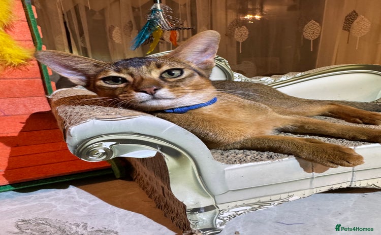 Abyssinian cats - Advert 4