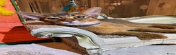 Abyssinian cats for sale: Abyssinian kitten looking for his new forever home - Advert 2