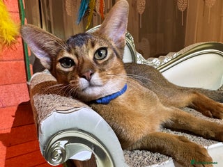 Abyssinian cats - Advert 2