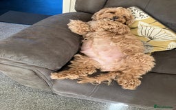 Mixed Breed dogs for sale: Gorgeous puppies for sale - Advert 10