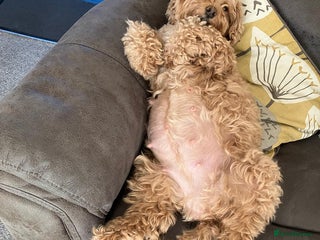 Mixed Breed dogs Gorgeous puppies for sale - Advert 17