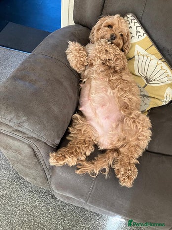 Mixed Breed dogs Gorgeous puppies for sale - Advert 11