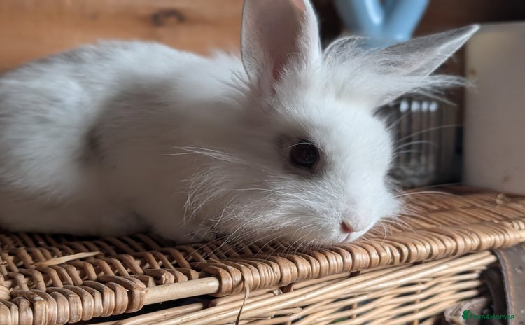 Mixed Breed rabbits - Advert 12
