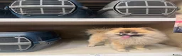 Pomeranian dogs for stud: Pedigree toy Pomeranian to stud  - Advert 3