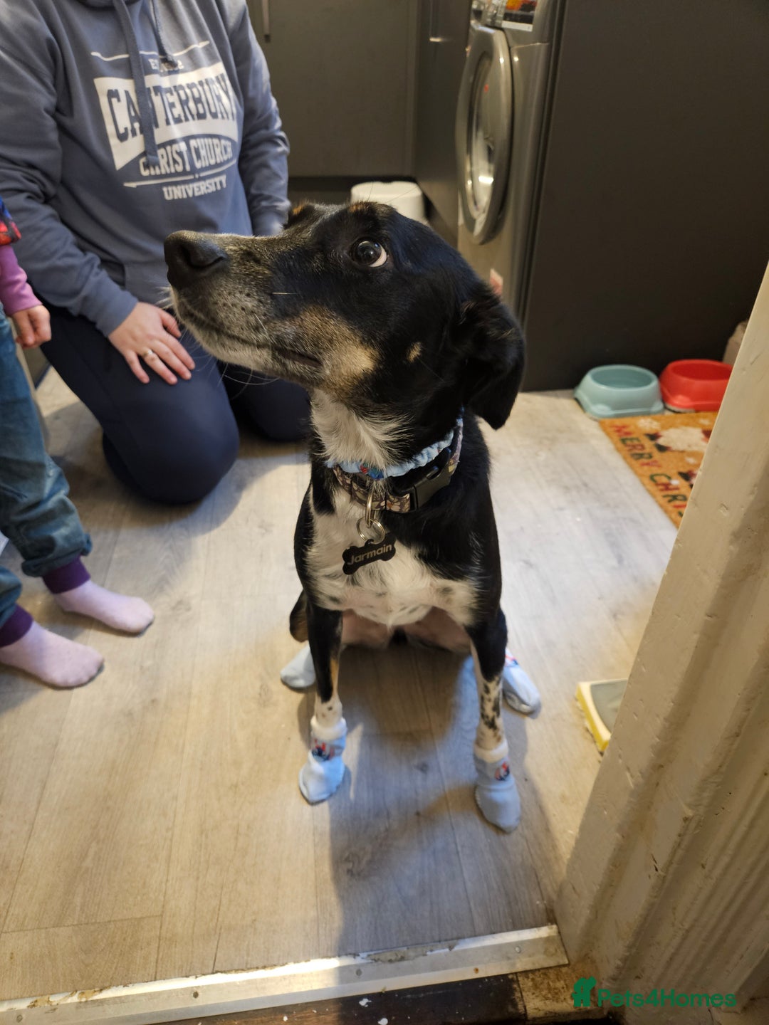 Mixed Breed dogs for sale: meet carly  - Image 5