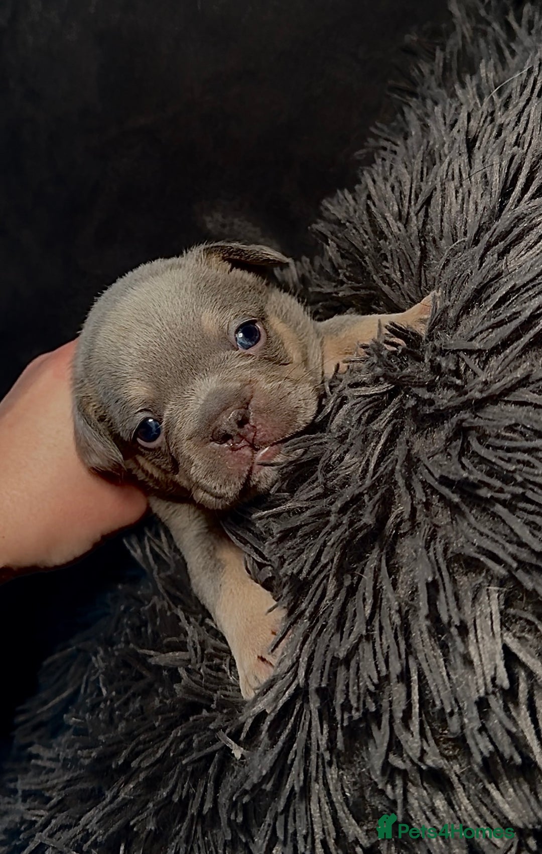 French Bulldog dogs for sale: KC Fluffy Carriers Isabella French Bulldogs puppy - Image 2
