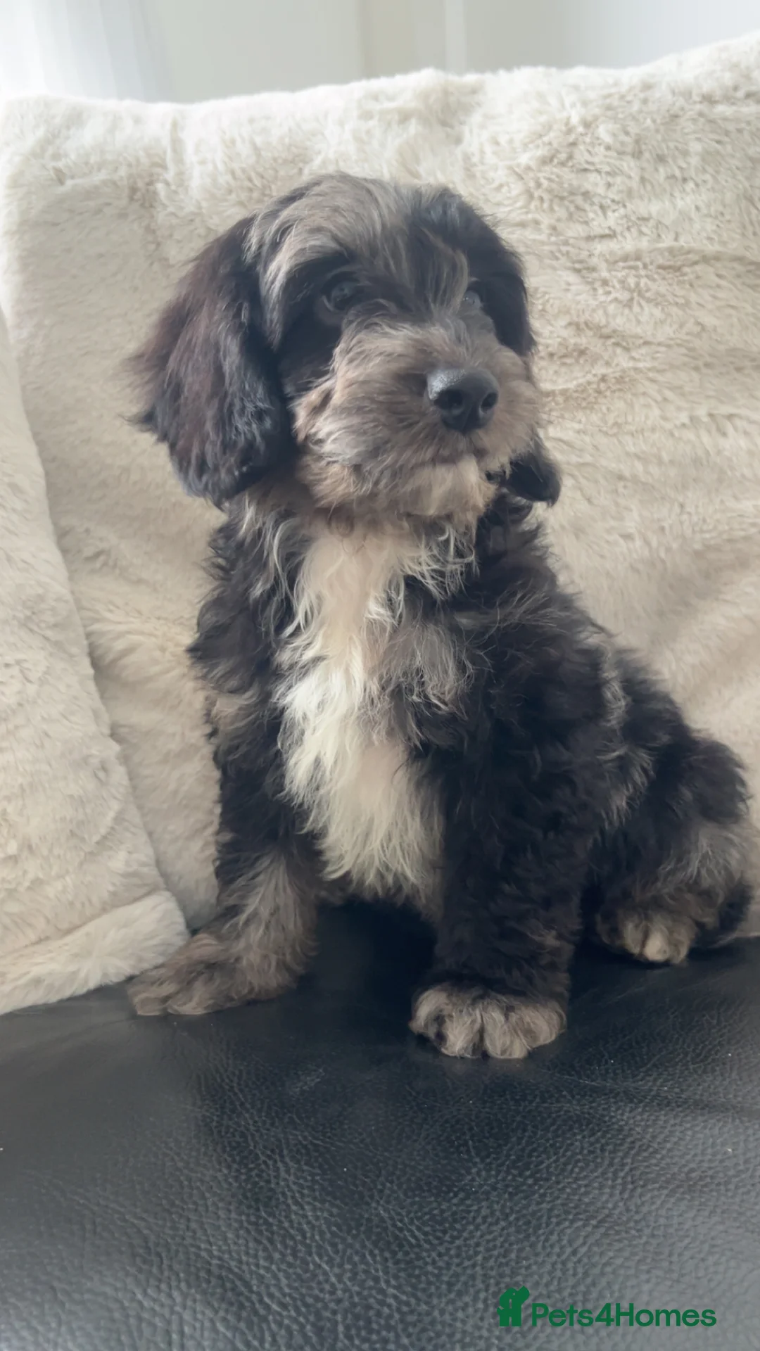 Cockapoo dogs for sale: F1 Health tested cockapoos 😍🔥⭐️ - Advert 2