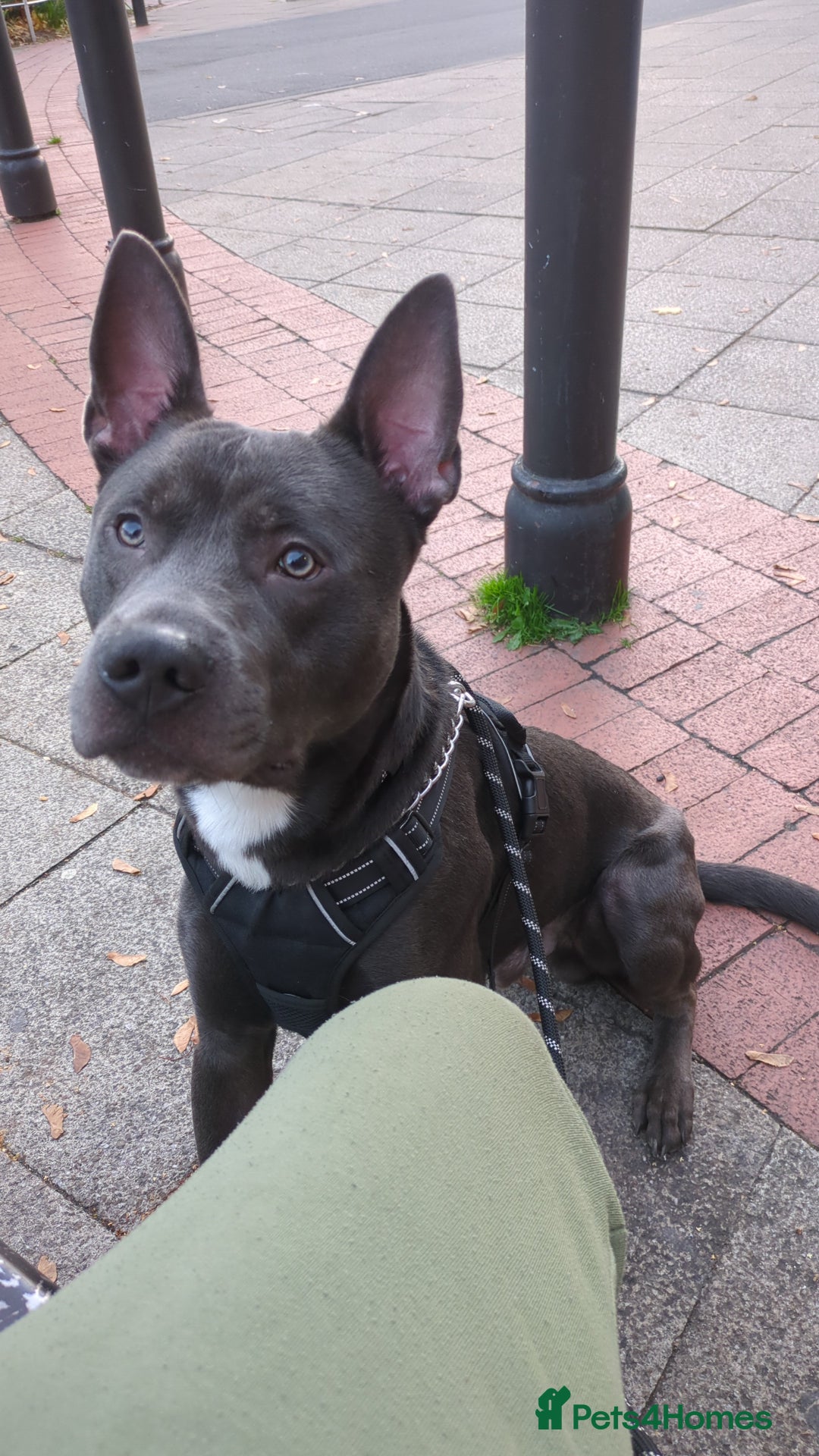 Mixed Breed dogs for sale: Smokey. Belgian malinois x looking for a new home - Advert 5