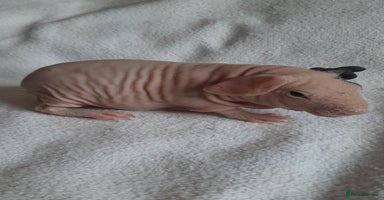 Guinea Pig rodents Skinny pigs + werewolfs .Various ages + prices. - Advert 12