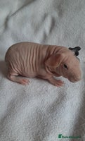 Guinea Pig rodents Skinny pigs + werewolfs .Various ages + prices. - Advert 5