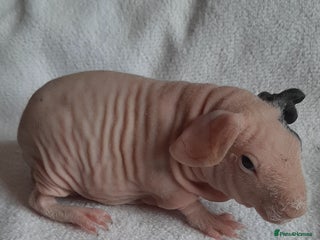 Guinea Pig rodents Skinny pigs + werewolfs .Various ages + prices. - Advert 18
