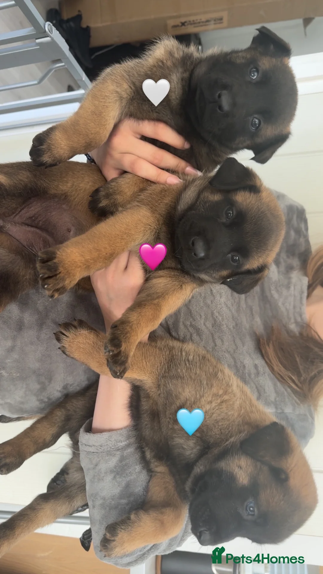 Belgian Shepherd Dog dogs for sale: Belgian Mali Pups - Advert 1