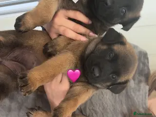 Belgian Shepherd Dog dogs Belgian Mali Pups - Advert 1