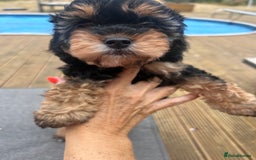 Cavapoo dogs for sale: REDUCED 🌟FEMALE F1B CAVAPOO  STUNNING PUPPY - Image 7