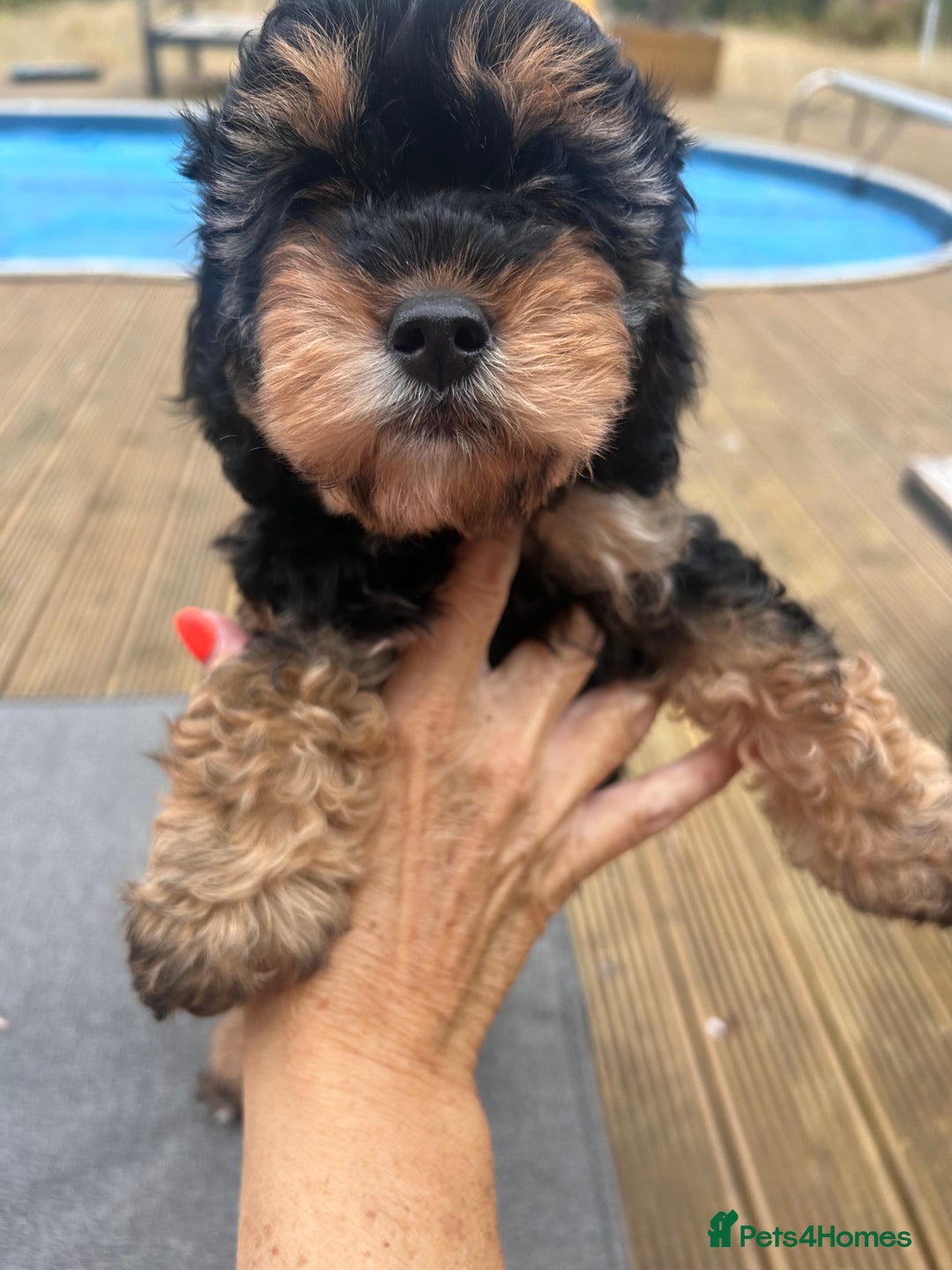 Cavapoo dogs for sale: REDUCED 🌟FEMALE F1B CAVAPOO  STUNNING PUPPY - Image 7