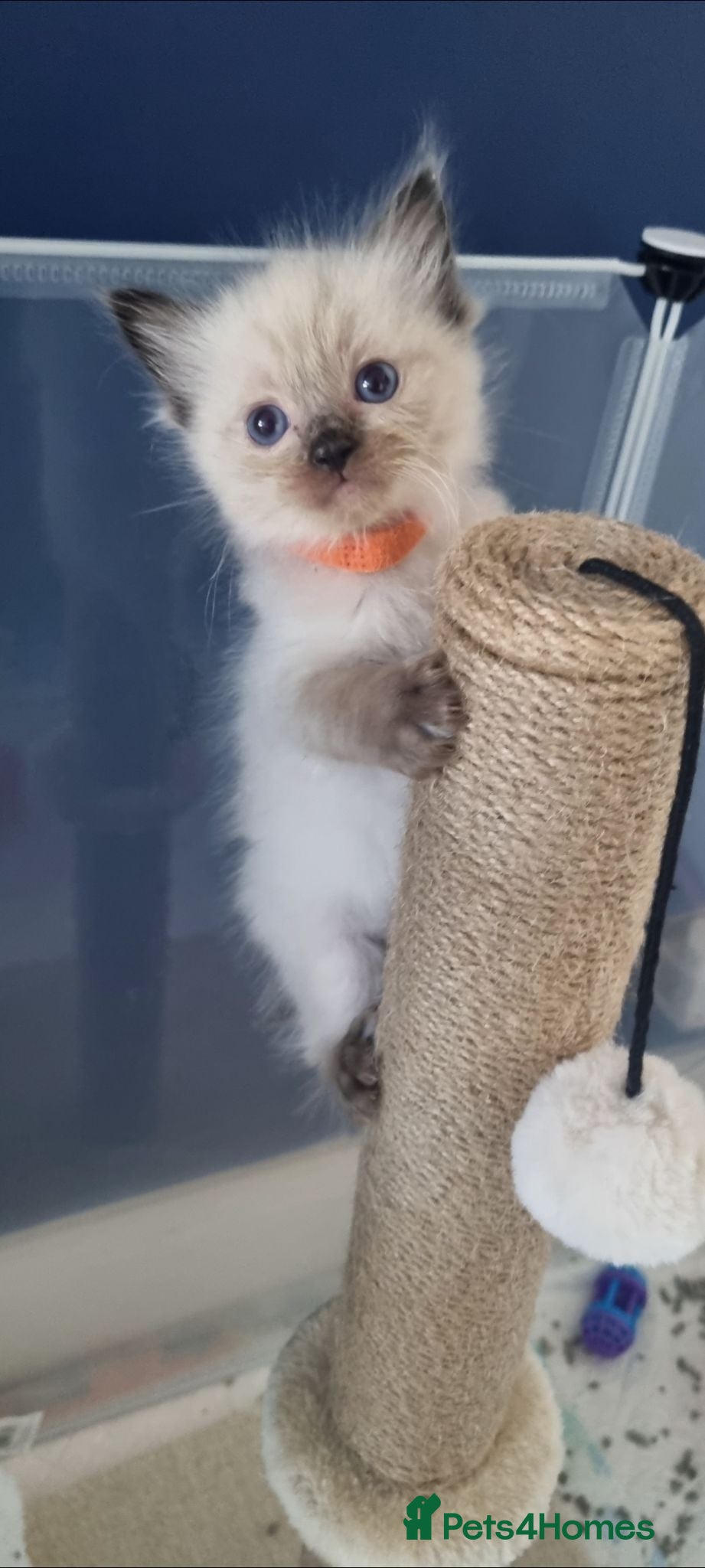 Ragdoll cats ONLY 1 GIRL LEFT! Now £500! - Advert 5
