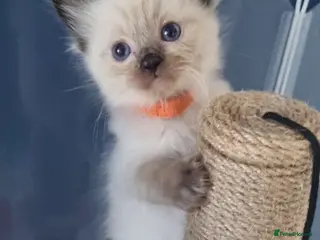 Ragdoll cats ONLY 1 GIRL LEFT! Now £500! - Advert 5