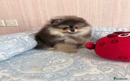 Pomeranian dogs for sale: Luxurious Tiny Pomeranian Puppies - Image 8