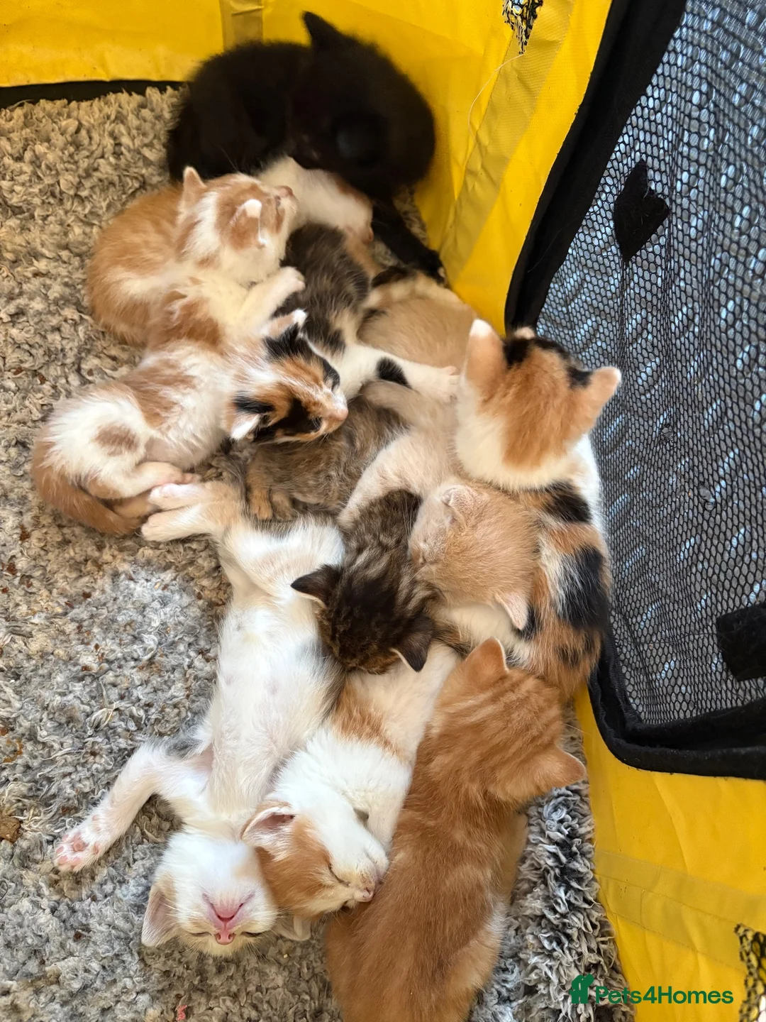 Mixed Breed cats for sale: Kittens for sale - Advert 2