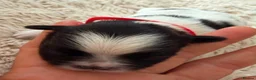 Shih Tzu dogs for sale: Imperial Shih Tzu - Advert 15