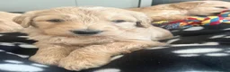 Goldendoodle dogs for sale: Stunning Goldendoodle Puppies - Advert 32