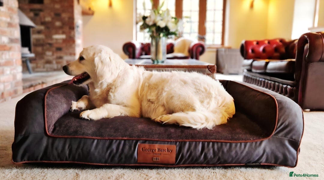 Golden Retriever dogs for sale: Newmiller Retrievers Upcoming Litter Announcement - Advert 4