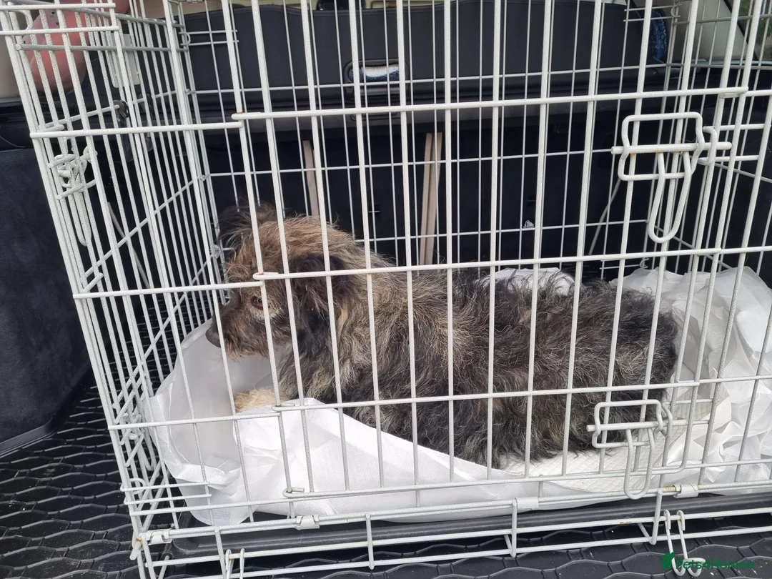 Mixed Breed dogs for sale: STORMY – s Superb young boy for a Loving Home - Advert 21