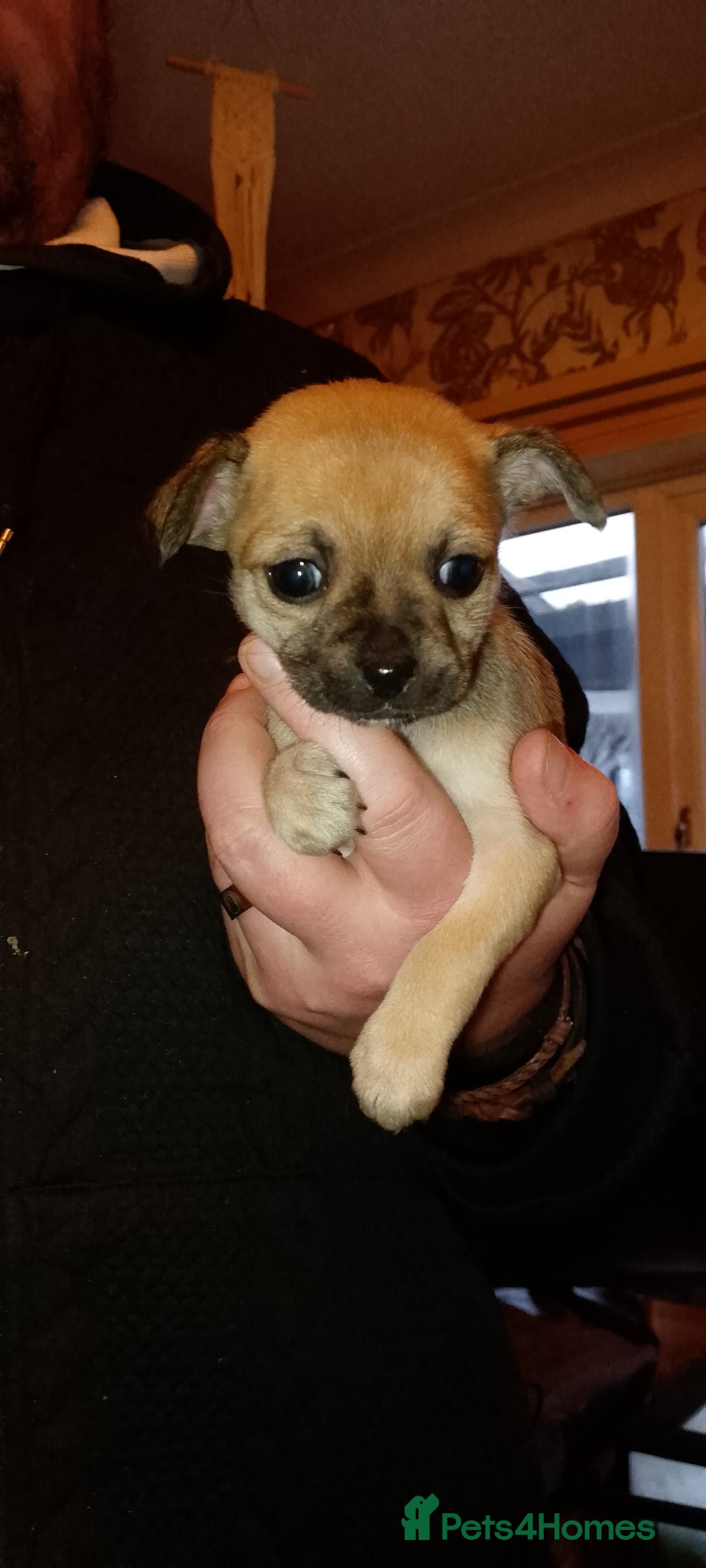 Chihuahua dogs for sale:  Chihuahua puppies can be seen with mum and dad  - Advert 15