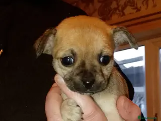 Chihuahua dogs Chihuahua puppies can be seen with mum and dad - Advert 13