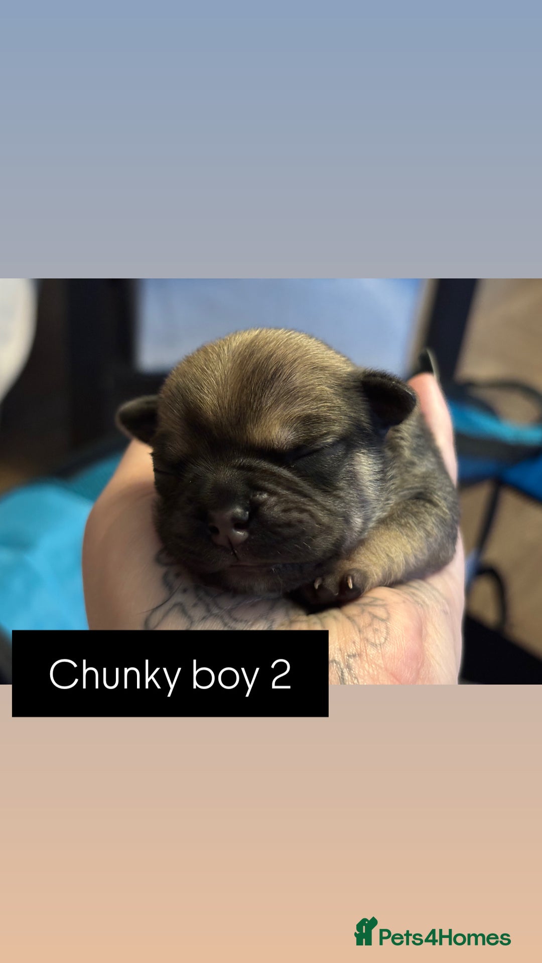 Mixed Breed dogs for sale: Puppies for sale - Advert 15