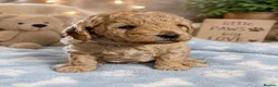 Labradoodle dogs for sale: Multi generation miniature Labradoodle - Advert 22