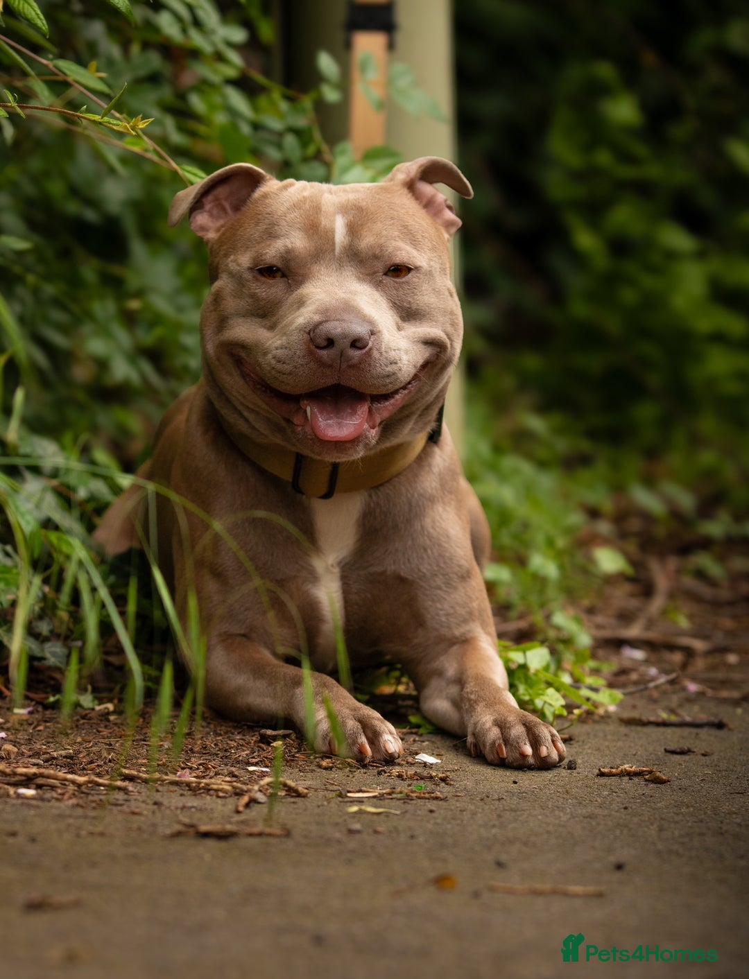 Staffordshire Bull Terrier dogs for stud: Amazing Staffordshire Bull Terrier for Stud   - Advert 4