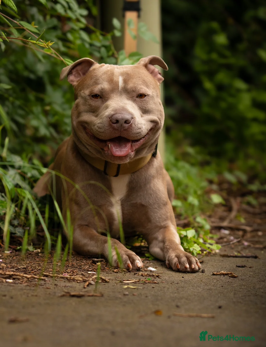 Staffordshire Bull Terrier dogs for stud: Amazing Staffordshire Bull Terrier for Stud   - Advert 4