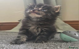 British Longhair cats for sale: Long haired kittens looking for 5* homes - Image 1