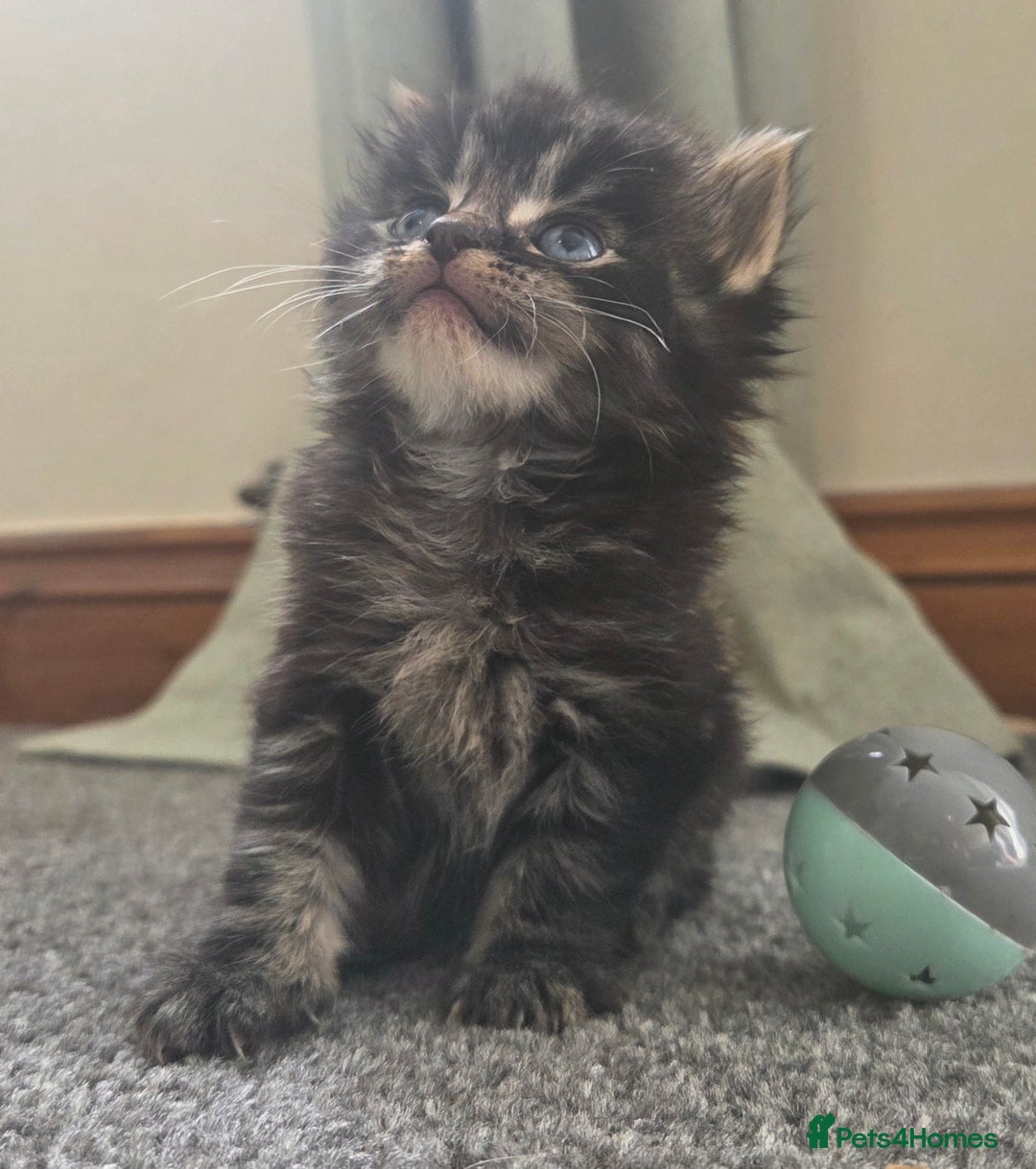 British Longhair cats for sale: Long haired kittens looking for 5* homes - Image 1