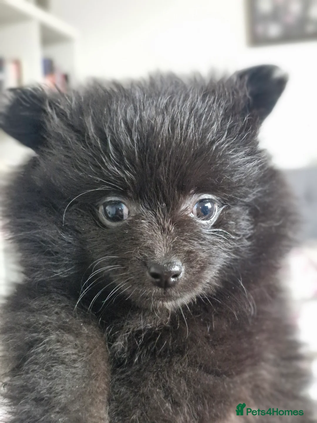 Pomapoo dogs for sale: ✨ Beautiful Pomapoo Puppies – 1,600 ✨ - Advert 32