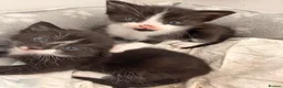 Mixed Breed cats for sale: Beautiful Ragdoll mix kittens. - Advert 3