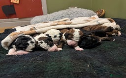 Bernedoodle dogs for sale: Bernedoodle F1B puppies - Image 12