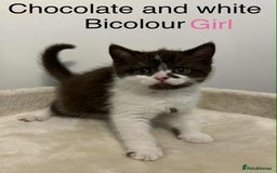 British Shorthair cats for sale: BSH Kittens - Image 6