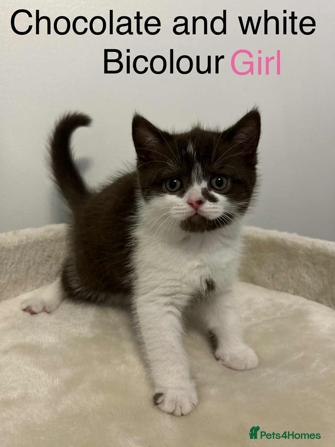 British Shorthair cats for sale: BSH Kittens - Image 6