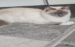 Ragdoll cats for sale: Stunning registered seal tabby ragdoll GC lines - Image 28