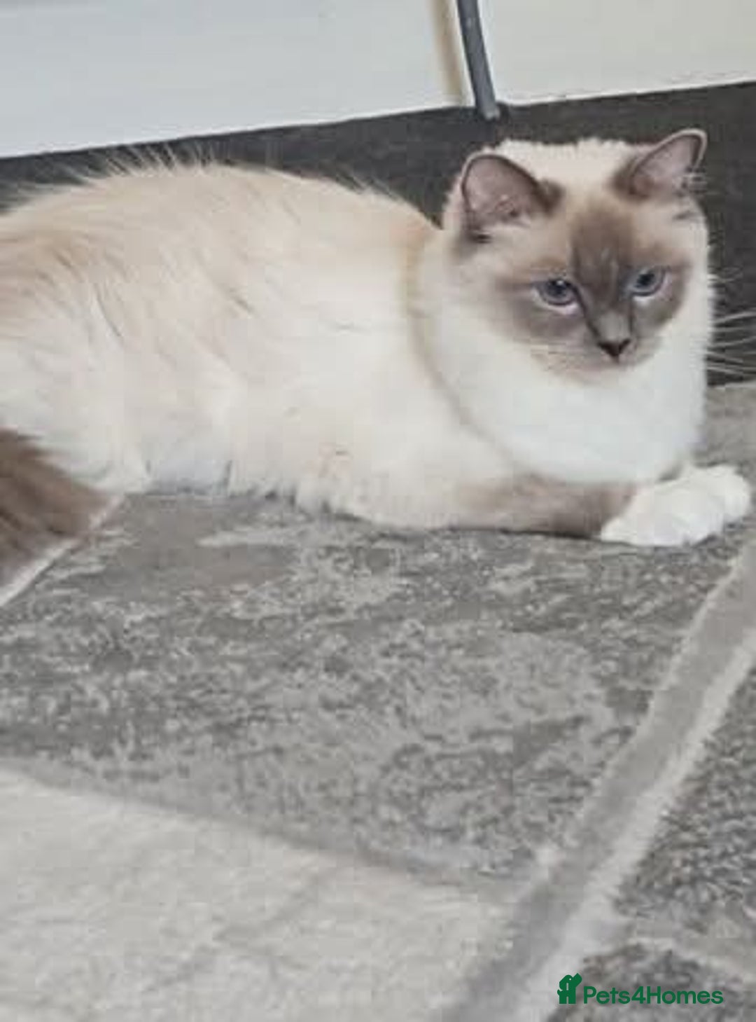 Ragdoll cats for sale: Stunning registered seal tabby ragdoll GC lines - Image 28