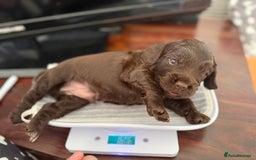 Cocker Spaniel dogs for sale: Beautiful Cocker Spaniel Litter  - Advert 4