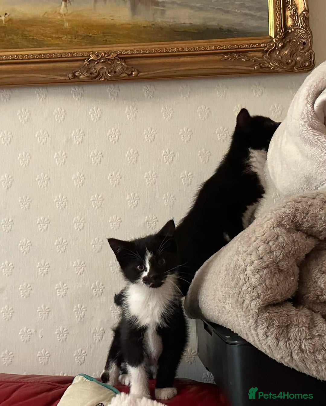 Mixed Breed cats for sale: Kittens  - Advert 14